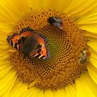 Drei Insekten sind auf der Sonnenblume gelandet !