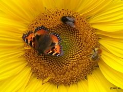 Drei Insekten sind auf der Sonnenblume gelandet !