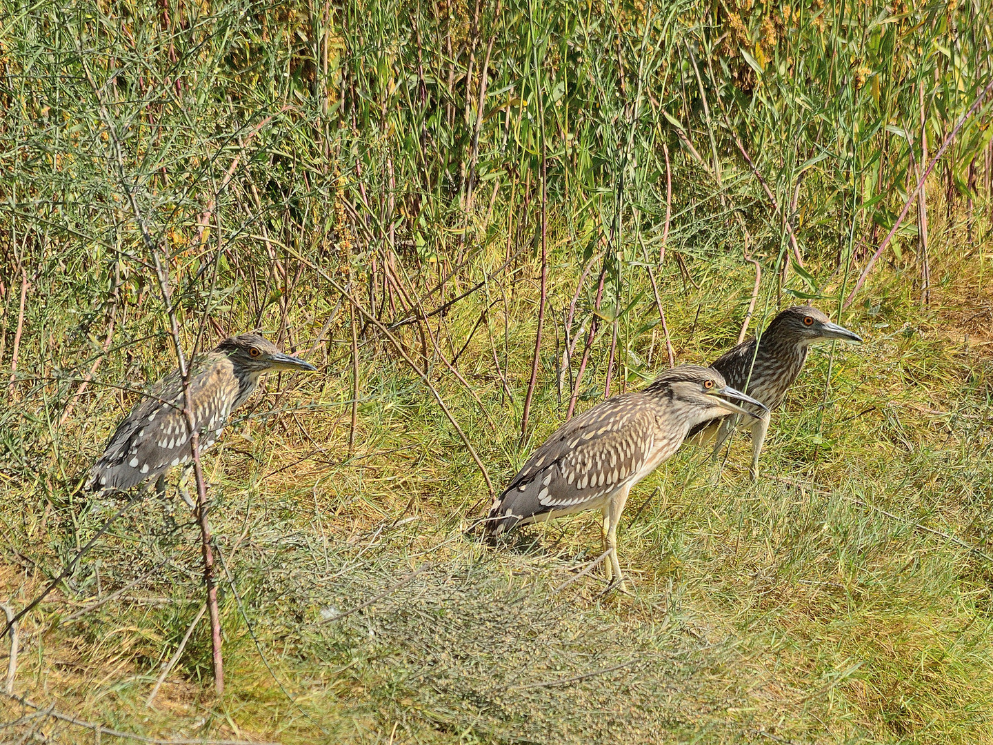 Drei Jünglinge! Three youngster! Tres jóvenes!