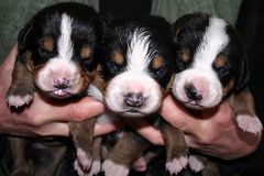 Drei junge Entlebucher-Mädels