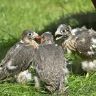 Drei junge Falken bei der Fütterung