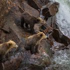 Drei junge Grizzly-Bären...