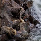 Drei junge Grizzly-Bären...