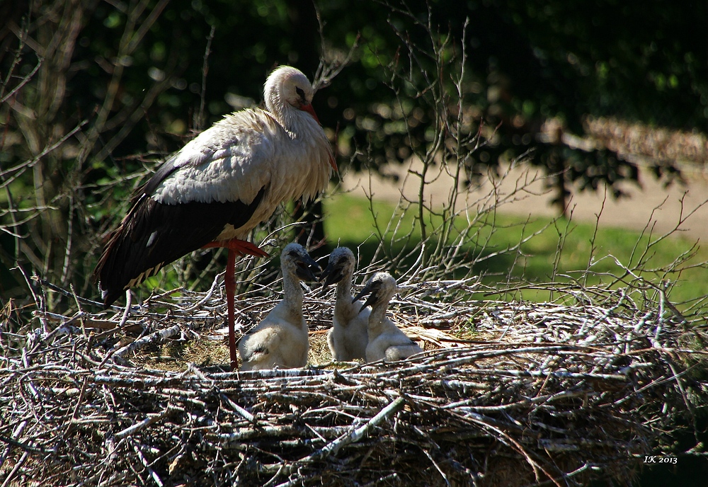 Drei Junge im Nest....