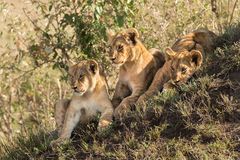 drei junge Löwen  ( Wildlife )