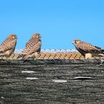 Drei junge Turmfalken auf dem Dach