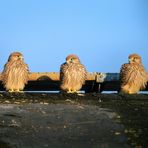 Drei junge Turmfalken auf dem Dach in der Morgensonne