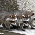 Drei junge Waschbärenbabies