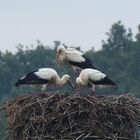 Drei Jungstörche in der Disselmersch