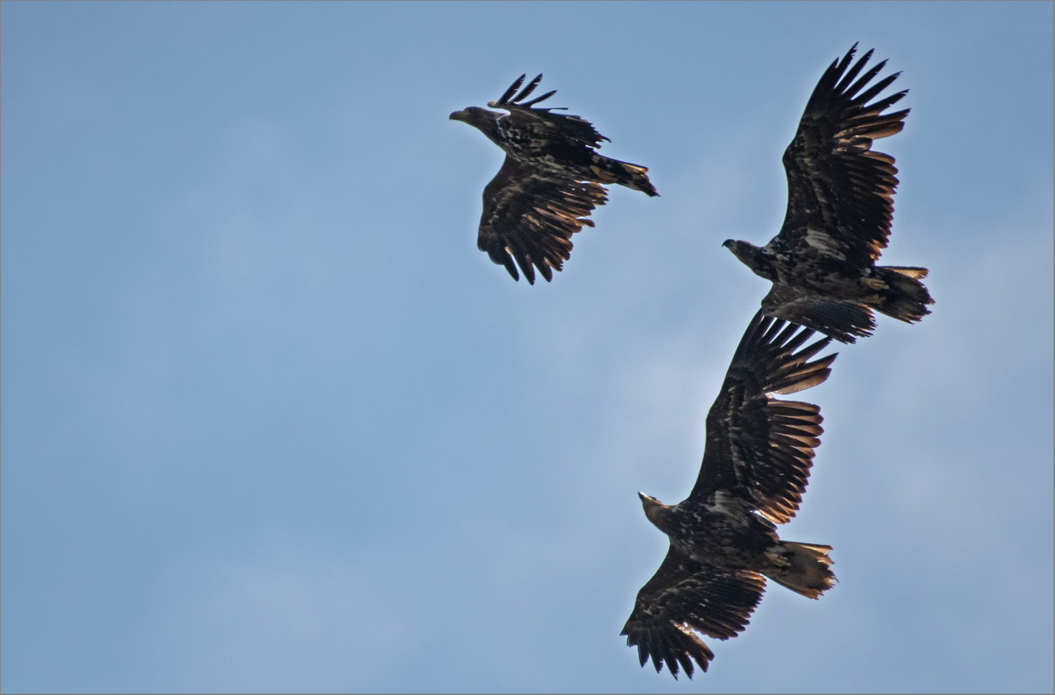 Drei juvenile Seeadler   . . .