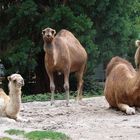 drei Kamele zum dritten Advent 