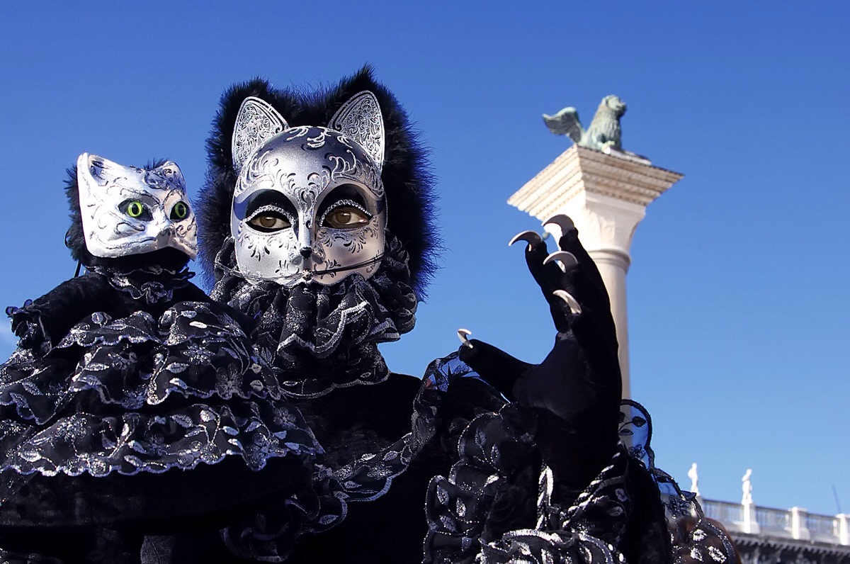 Drei Katzen auf San Marco