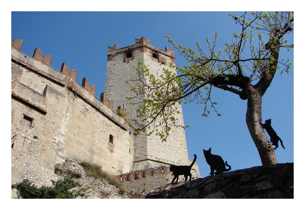 Drei Katzen in Malcesine