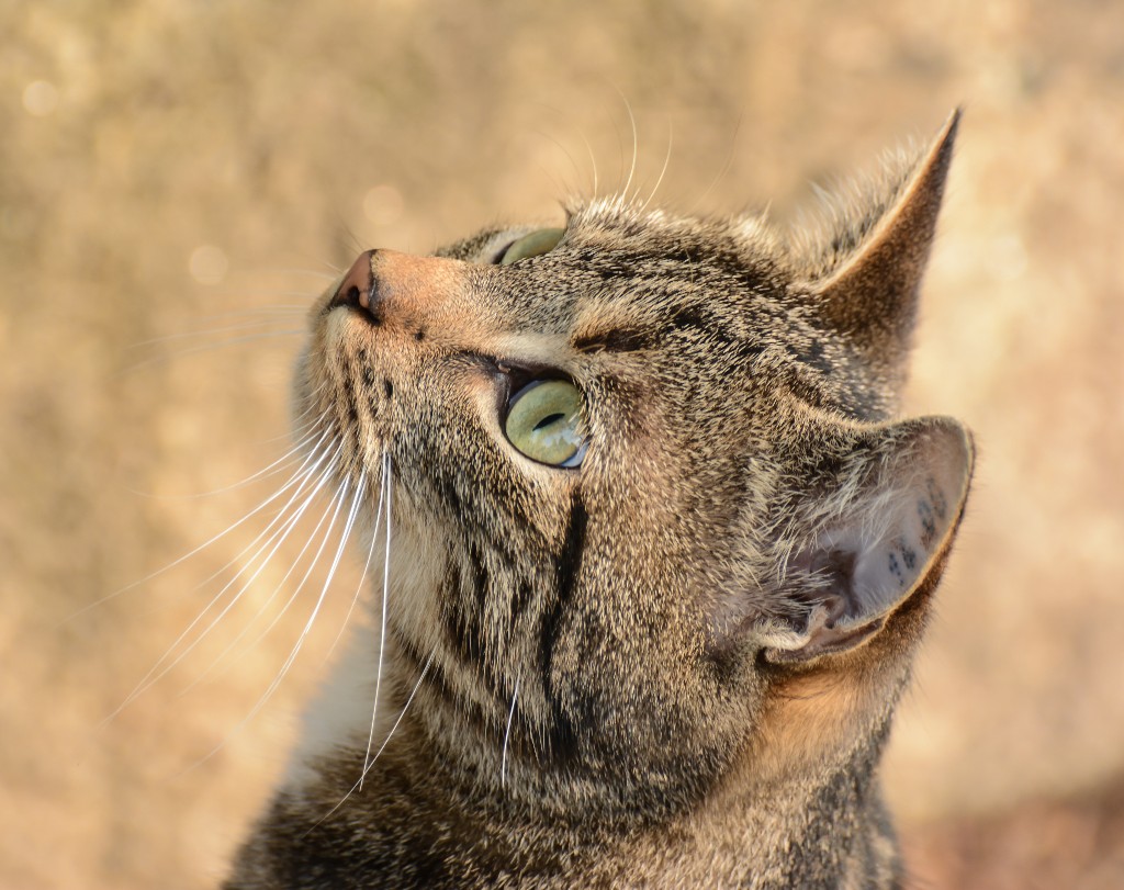 drei Katzen-Portraits