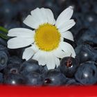 Drei Kilo Blaubeeren ...