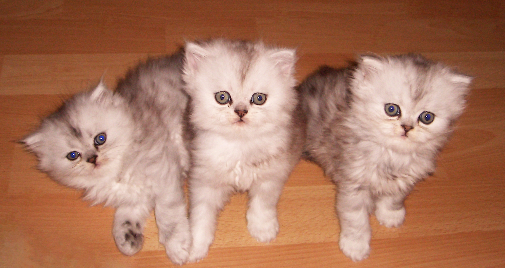 Drei Kittens