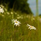 drei kleine Blumen