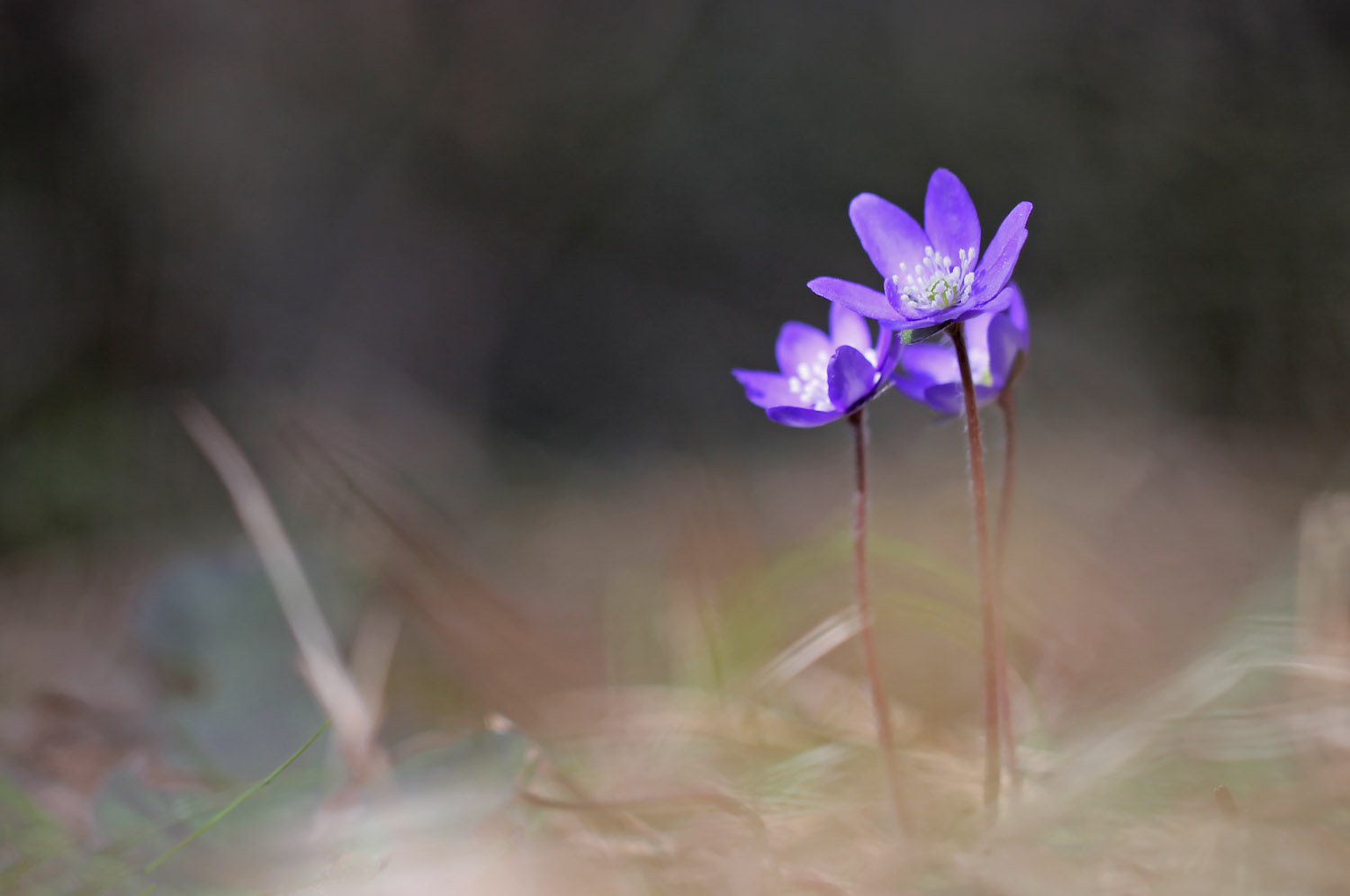 "Drei kleine Leberblümchen,im tiefen Wald"