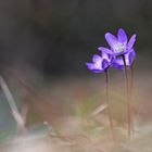 "Drei kleine Leberblümchen,im tiefen Wald"