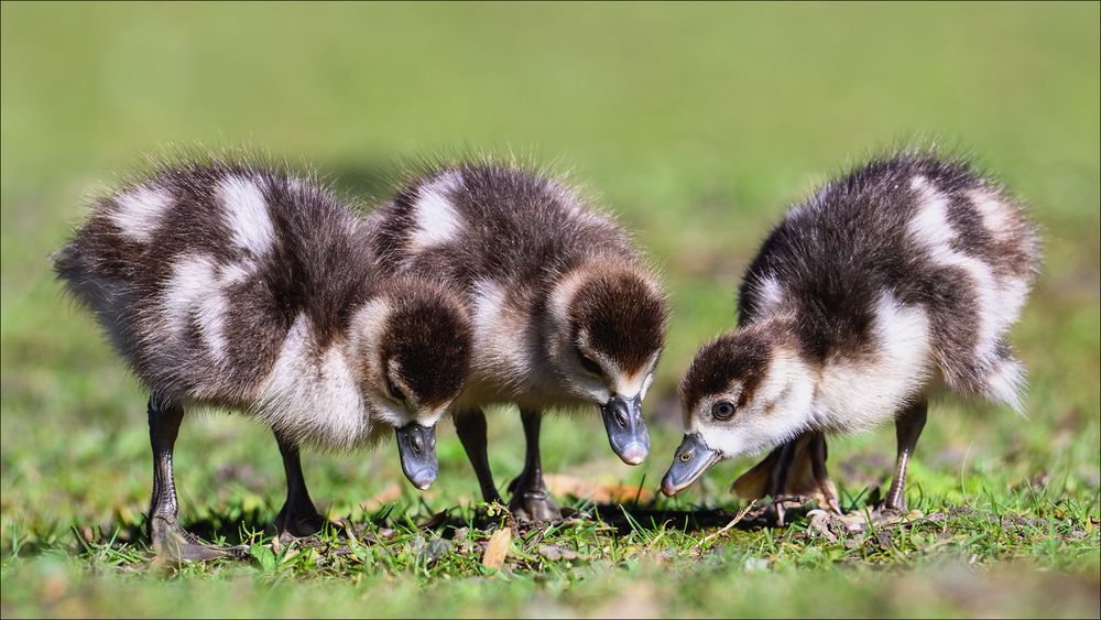 Drei kleine Nilgänse