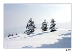 Drei kleine Schneezwerge