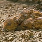 Drei kleine Schweinchen .... ohne den Wolf