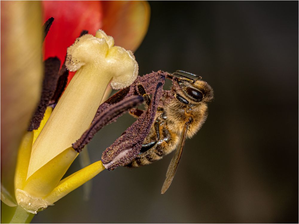 Drei-Königs-Bienchen ...