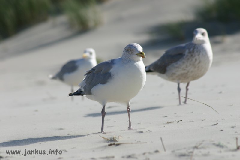 Drei komische Vögel