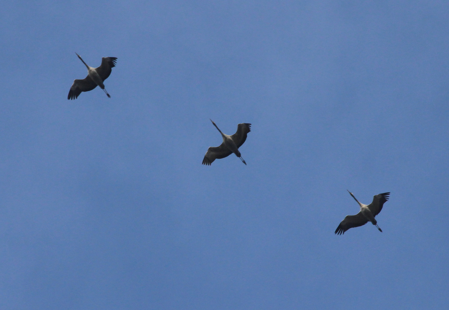 Drei Kraniche fliegen gen Süden 