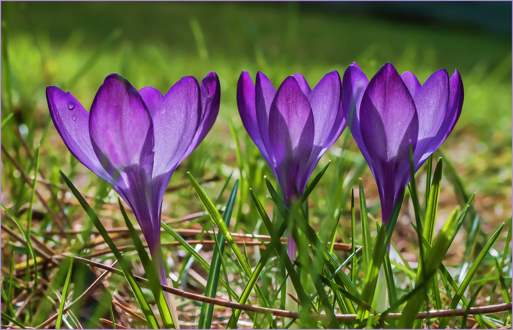 drei Krokusse in der Morgensonne