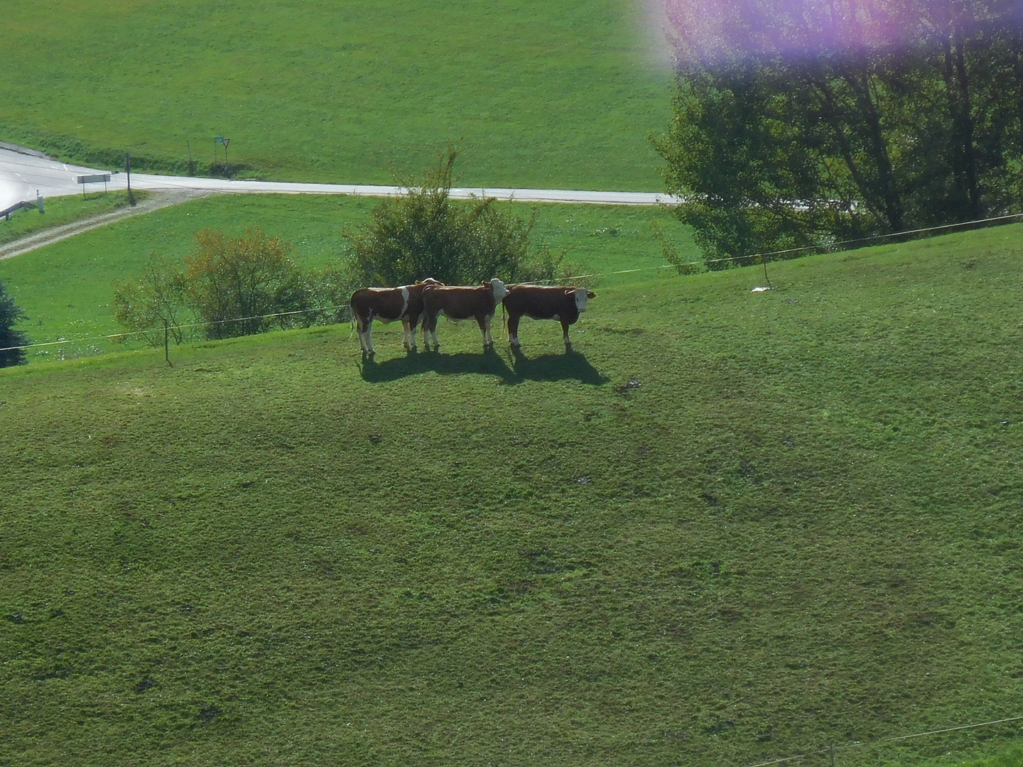 Drei Kühe in einer Warteschlange :-)