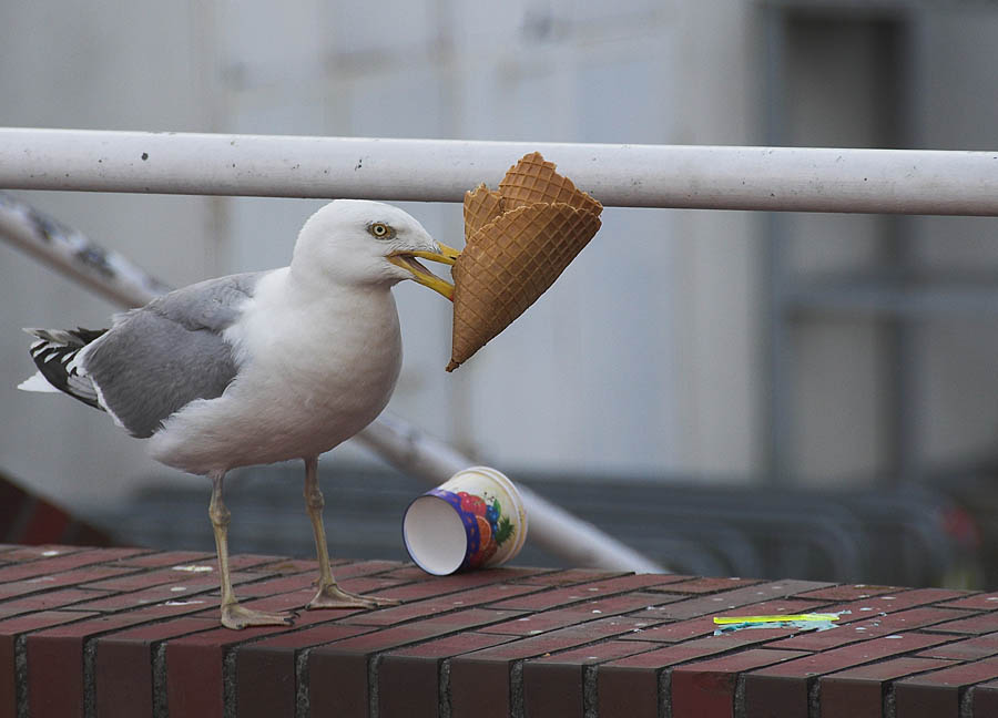 Drei Kugeln Eis mit Fischgeschmack .... bitte