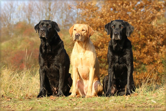 Drei Labrador Retriever