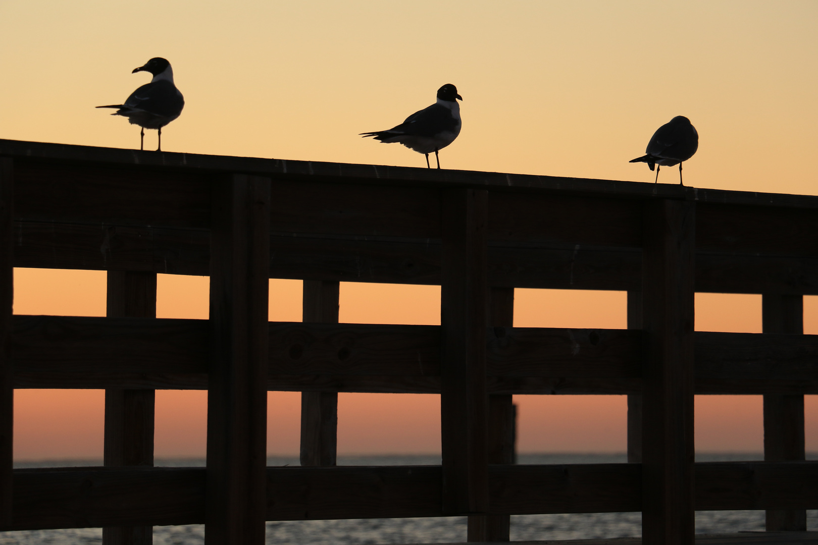 Drei Lachmöwen warten auf den Sonnenaufgang