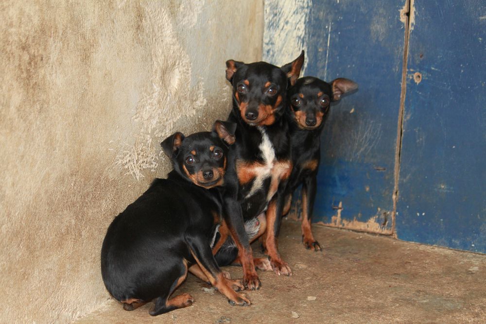 Drei lächelnde Ratero Mallorquin Foto &amp; Bild tiere, haustiere, hunde