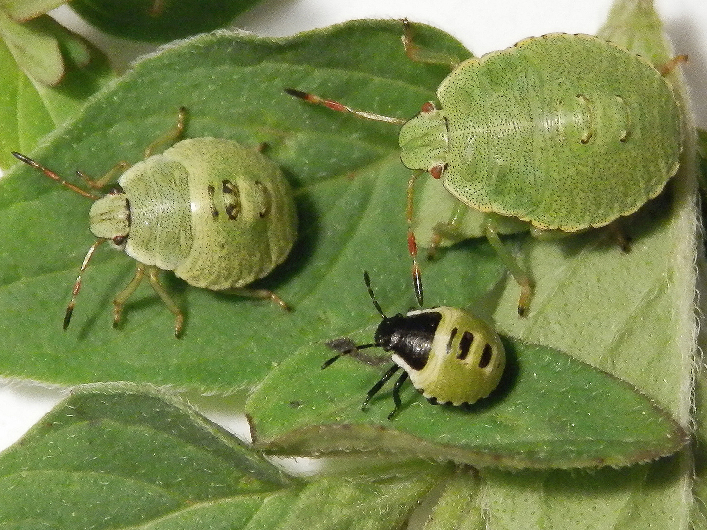 Drei Larvenstadien der Grünen Stinkwanze (Palomena prasina)