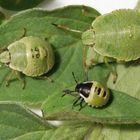 Drei Larvenstadien der Grünen Stinkwanze (Palomena prasina)