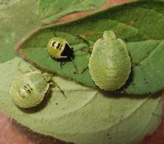Drei Larvenstadien der Grünen Stinkwanze (Palomena prasina)