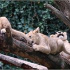 drei Löwenbabies