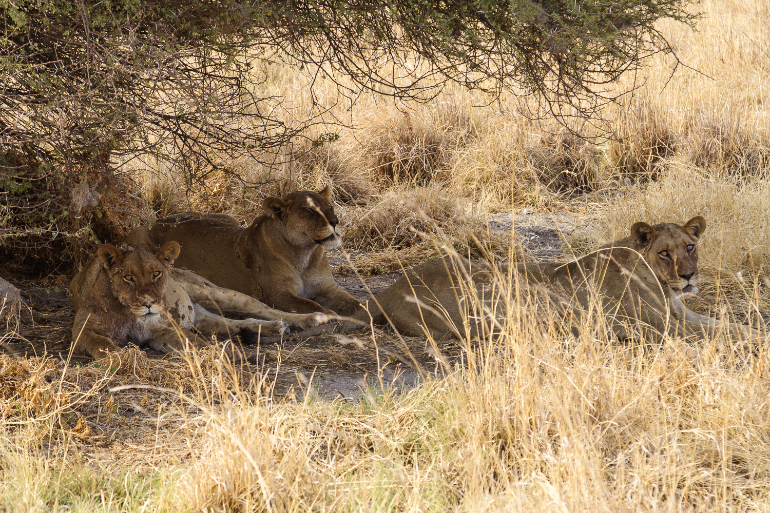 Drei Löwendamen, Botswana