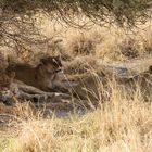 Drei Löwendamen, Botswana