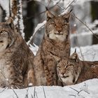 Drei Männer im Schnee