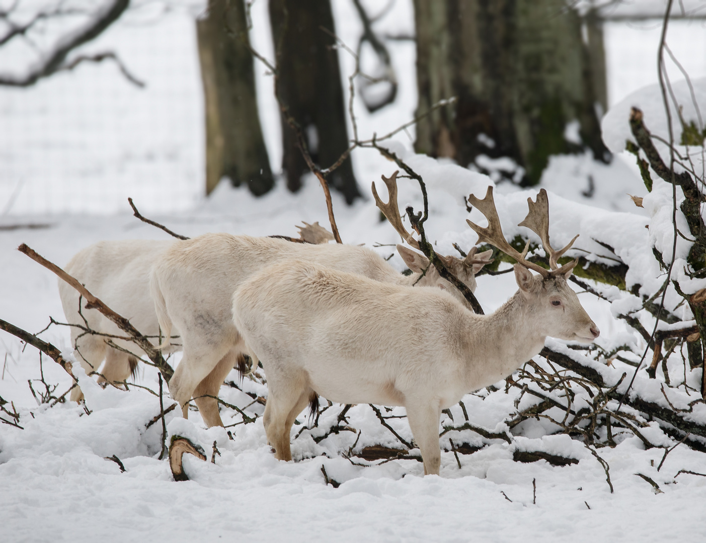 Drei Männer im Schnee