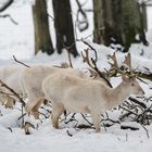 Drei Männer im Schnee