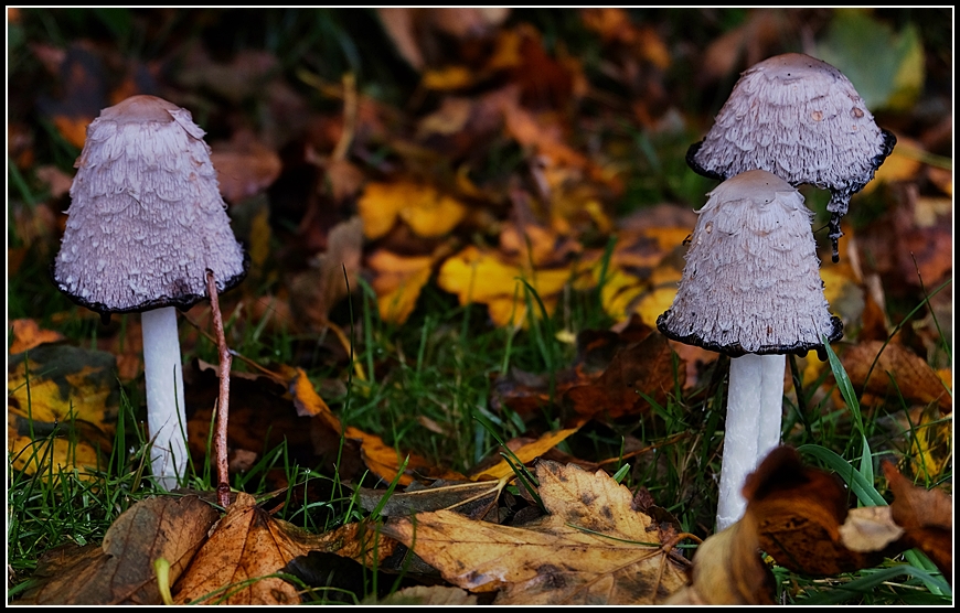 Drei Männlein stehen im Walde