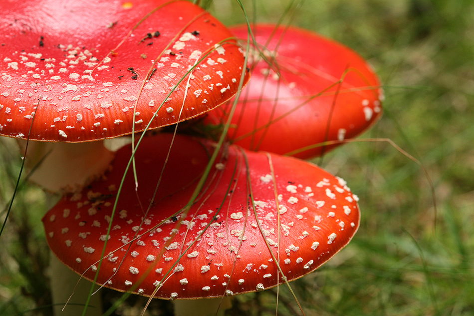 Drei Männlein stehen im Walde