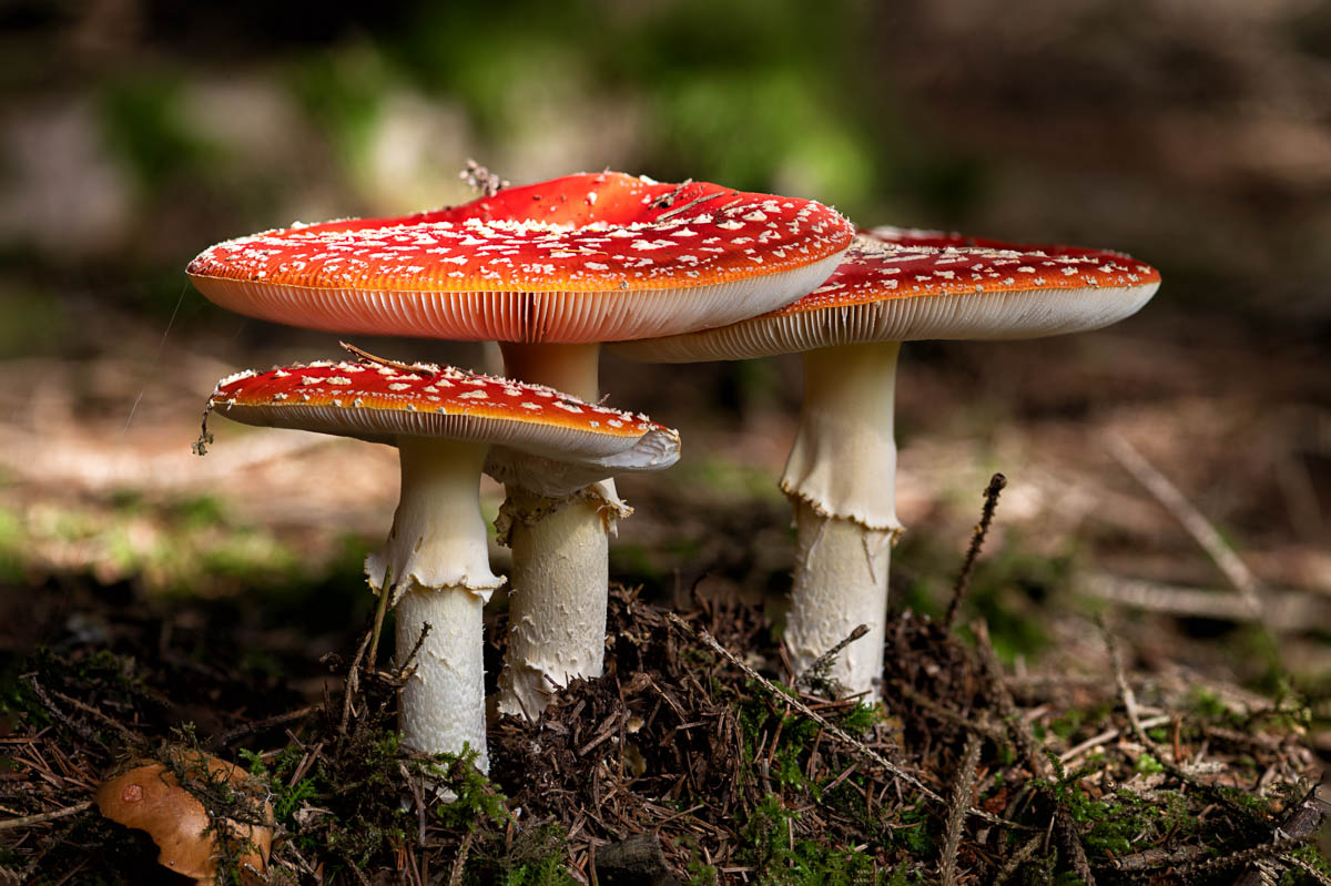 Drei Männlein stehen im Walde