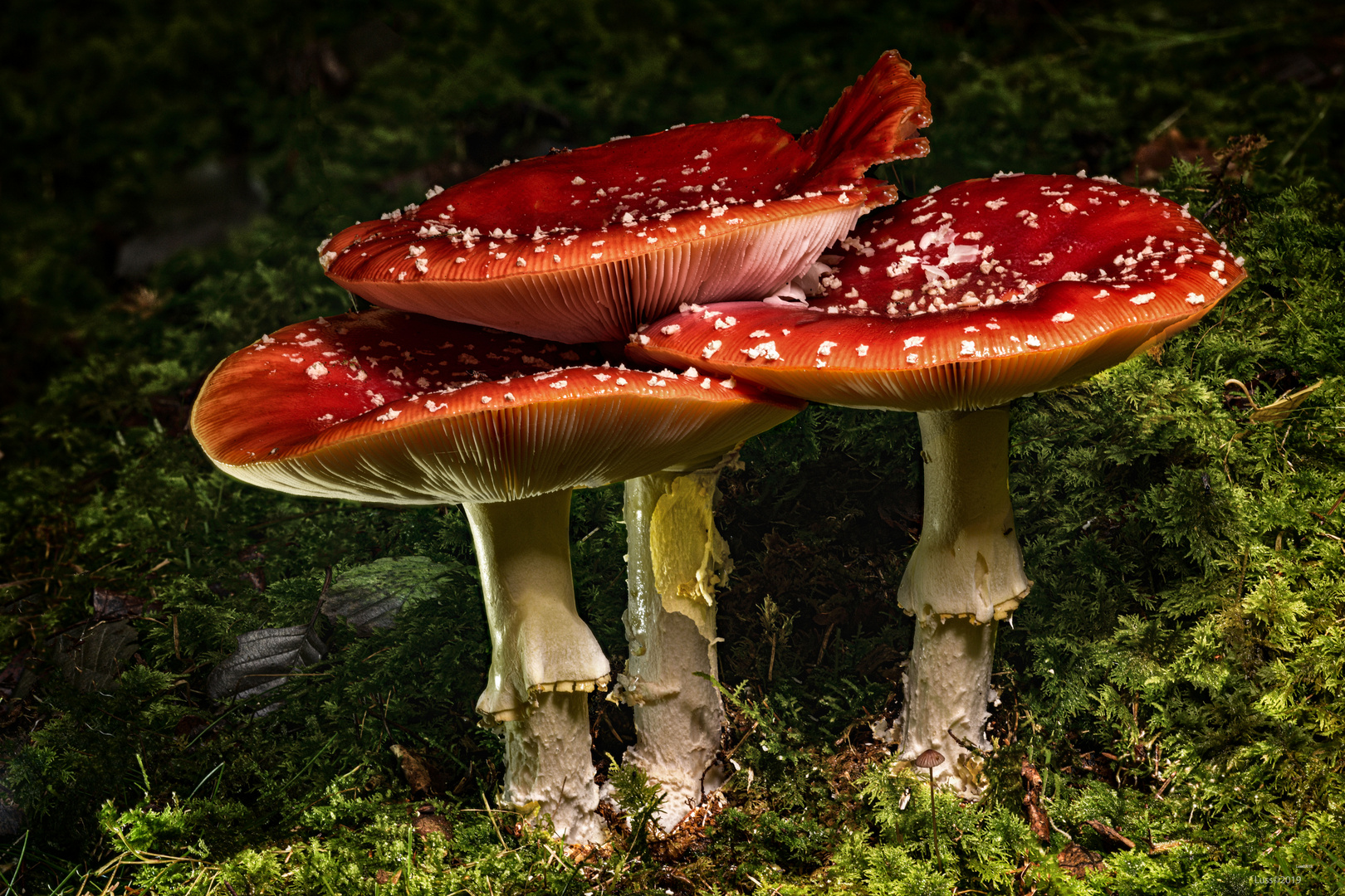 Drei Männlein stehen im Walde