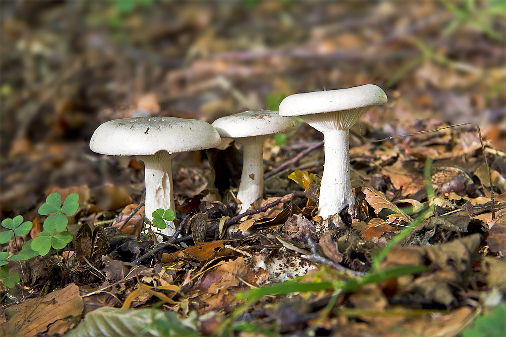 Drei Männlein steh'n im Walde