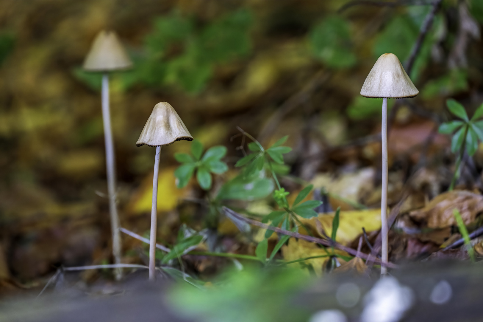 Drei Männlein stehn im Walde